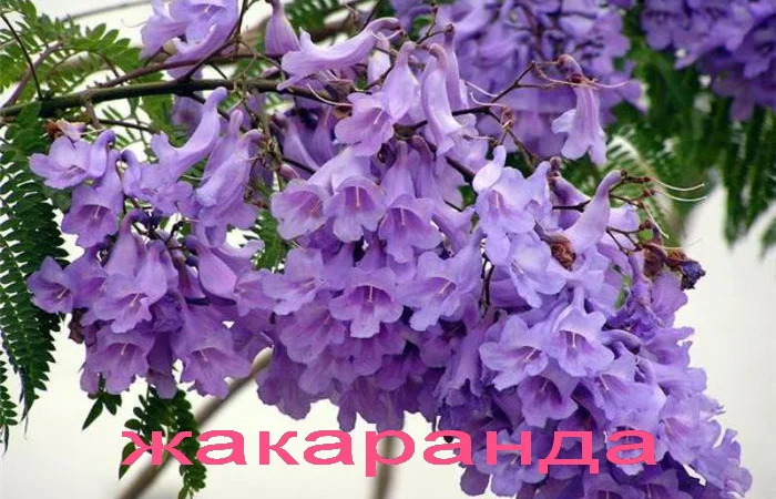 Саженцы розовой акации (робиния клейкая) - фото № 4