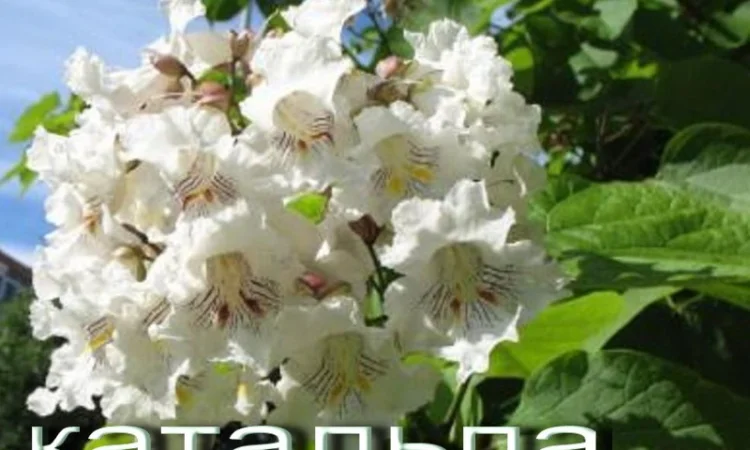 Саженцы розовой акации (робиния клейкая) - фото № 7