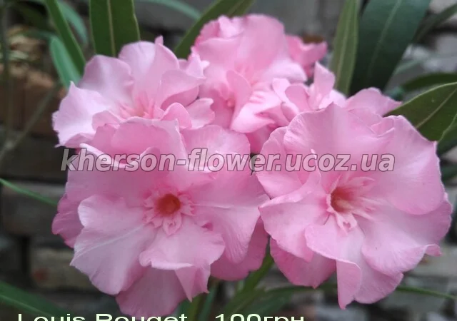 Олеандр кремовый махровый LUTEUM PLENUM - фото № 7