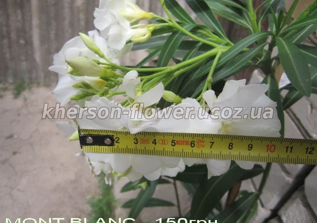 Олеандр малиновый махровый - фото № 4