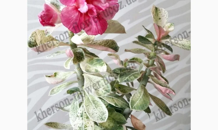 Адениум привитой махровый вариегатный (пестролистный) - фото № 1