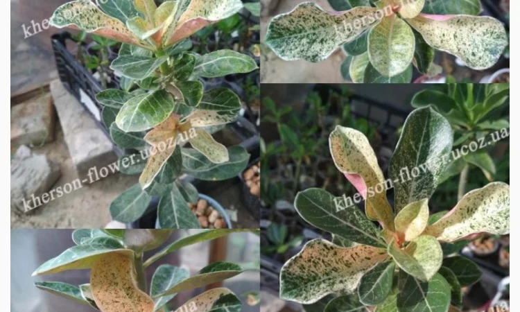 Адениум привитой махровый вариегатный (пестролистный) - фото № 2