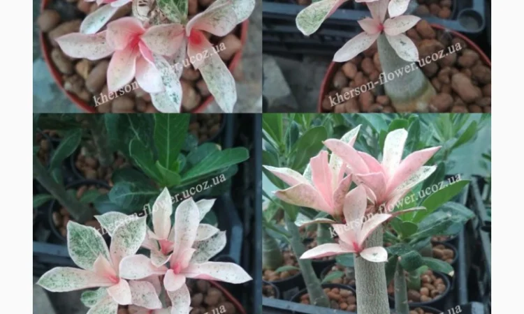 Адениум привитой махровый вариегатный (пестролистный) - фото № 3