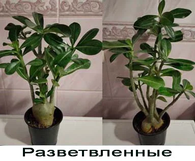 Адениум привитой махровый вариегатный (пестролистный) - фото № 5