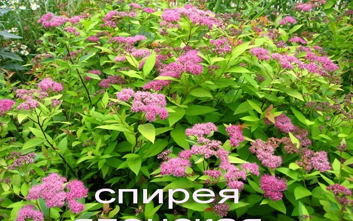 Спирея Дугласа декоративный кустарник - фото № 5
