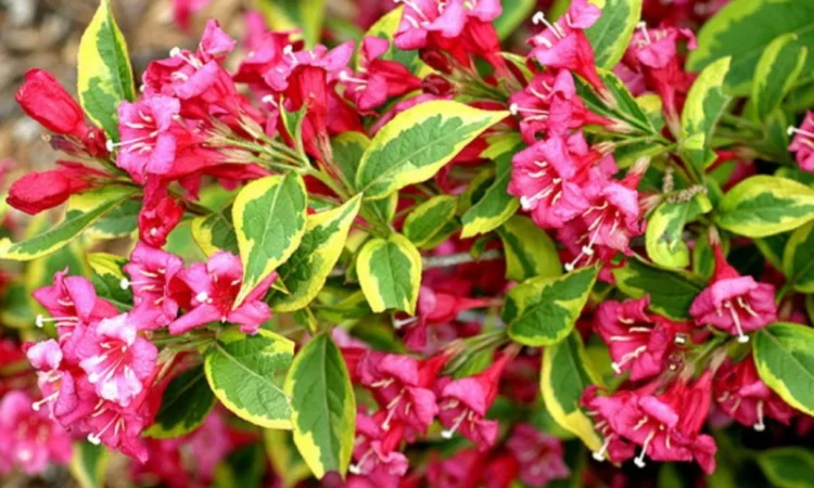 Рябинник рябинолистный - оригинальный декоративный кустарник - фото № 5