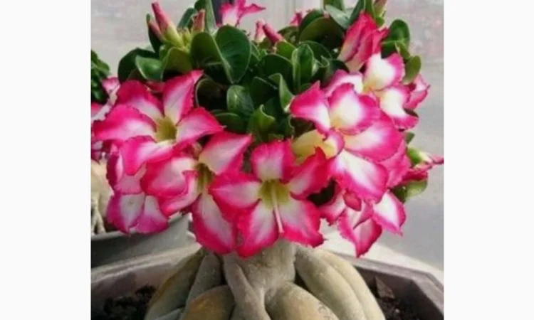 Адениум Mini Size привит на обессум - фото № 1