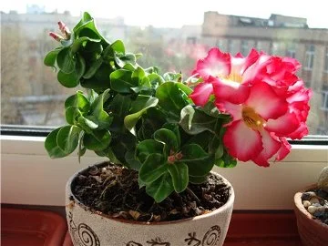 Адениум Mini Size привит на обессум - фото № 2