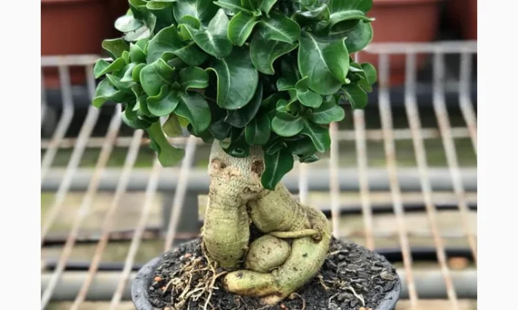 Адениум Mini Size привит на обессум - фото № 4