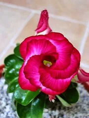 Адениум Mini Size привит на обессум - фото № 5