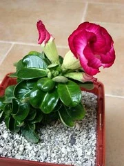 Адениум Mini Size привит на обессум - фото № 6