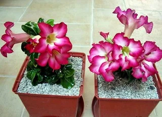 Адениум Mini Size привит на обессум - фото № 7