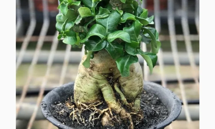 Адениум Mini Size привит на обессум - фото № 8