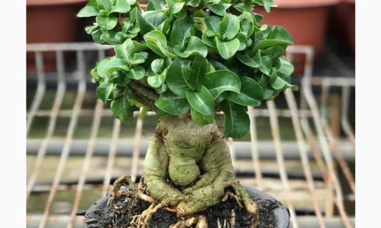 Адениум Mini Size привит на обессум - фото № 9