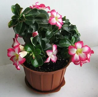 Адениум Mini Size привит на обессум - фото № 10