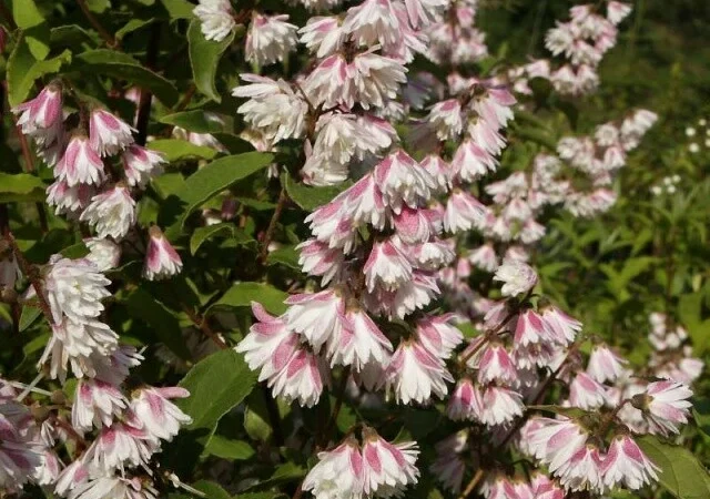 Дейция махровая шикарный декоративный кустарник - фото № 17