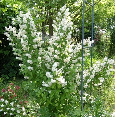 Дейция махровая шикарный декоративный кустарник - фото № 14