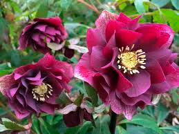 Махровые морозники (зимняя роза) 3-летние кусты - фото № 4