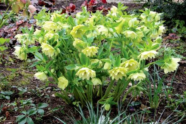 Махровые морозники (зимняя роза) 3-летние кусты - фото № 5