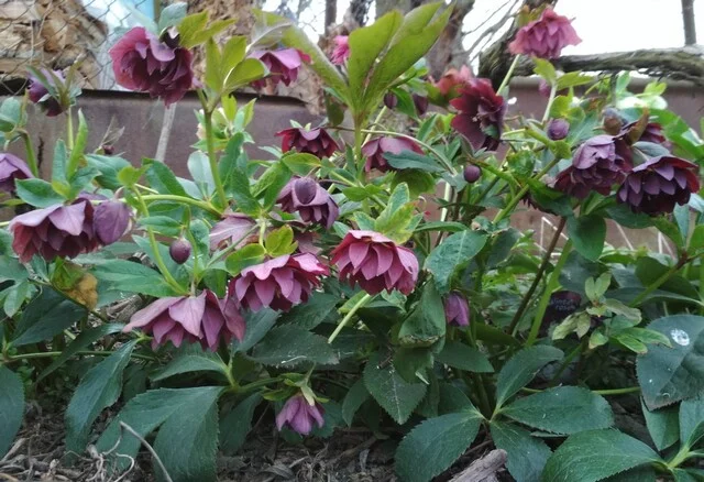 Махровые морозники (зимняя роза) 3-летние кусты - фото № 6