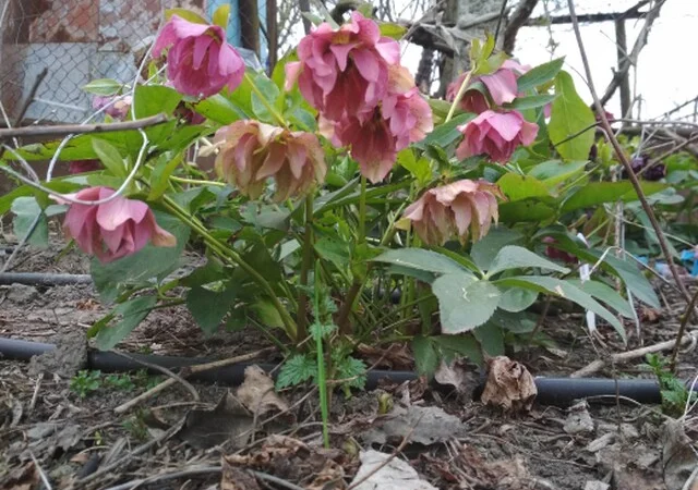 Махровые морозники (зимняя роза) 3-летние кусты - фото № 7