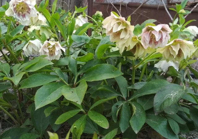 Махровые морозники (зимняя роза) 3-летние кусты - фото № 8