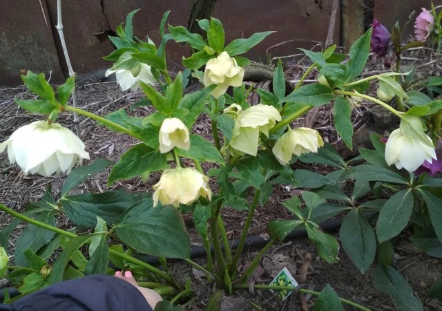 Махровые морозники (зимняя роза) 3-летние кусты - фото № 10