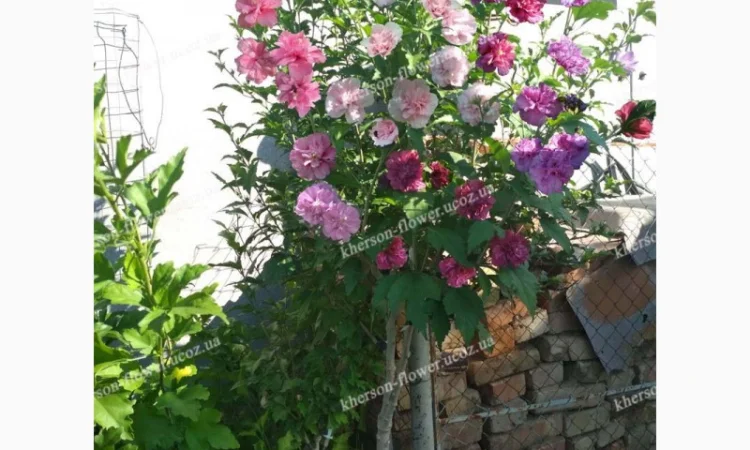 Гибискусы древовидные махровые мультипрививки (несколько сортов привиты на одном дереве) - фото № 1