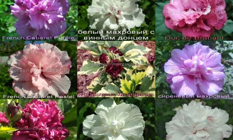 Гибискусы древовидные махровые мультипрививки (несколько сортов привиты на одном дереве) - фото № 2