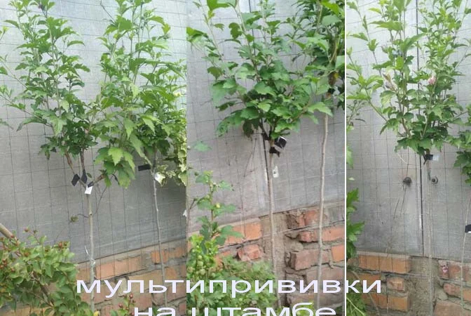 Гибискусы древовидные махровые мультипрививки (несколько сортов привиты на одном дереве) - фото № 7