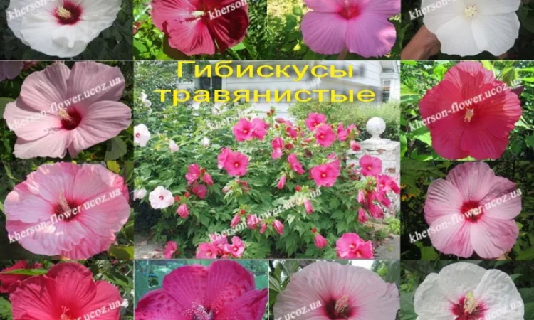 Гибискусы древовидные махровые мультипрививки (несколько сортов привиты на одном дереве) - фото № 9