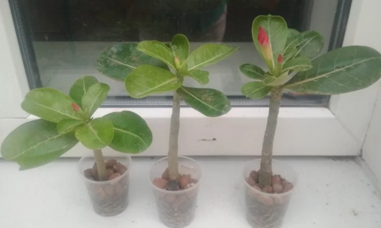 Адениумы укорененные черенки-будущие осьминожки - фото № 1