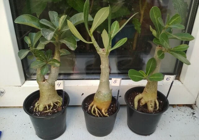 Адениумы укорененные черенки-будущие осьминожки - фото № 2