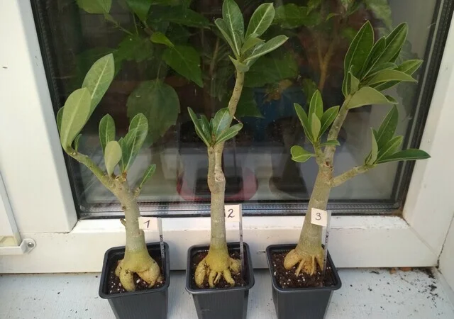 Адениумы укорененные черенки-будущие осьминожки - фото № 3