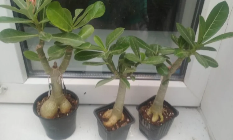 Адениумы укорененные черенки-будущие осьминожки - фото № 5