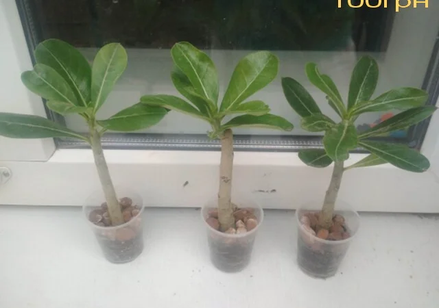 Адениумы укорененные черенки-будущие осьминожки - фото № 6