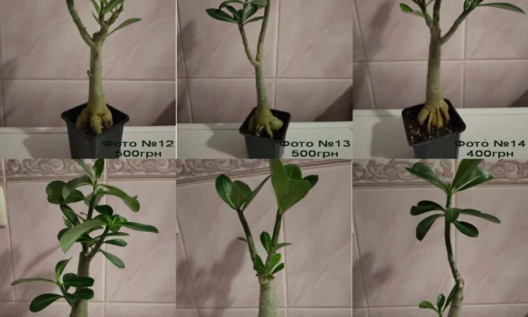 Адениумы с каудексом «осьминожка» - фото № 2