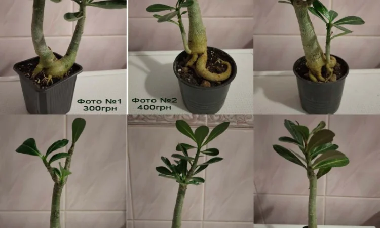 Адениумы с каудексом «осьминожка» - фото № 3