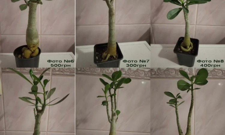 Адениумы с каудексом «осьминожка» - фото № 4