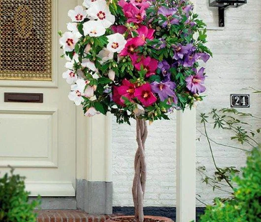 Гибискус древовидный триколор - фото № 1