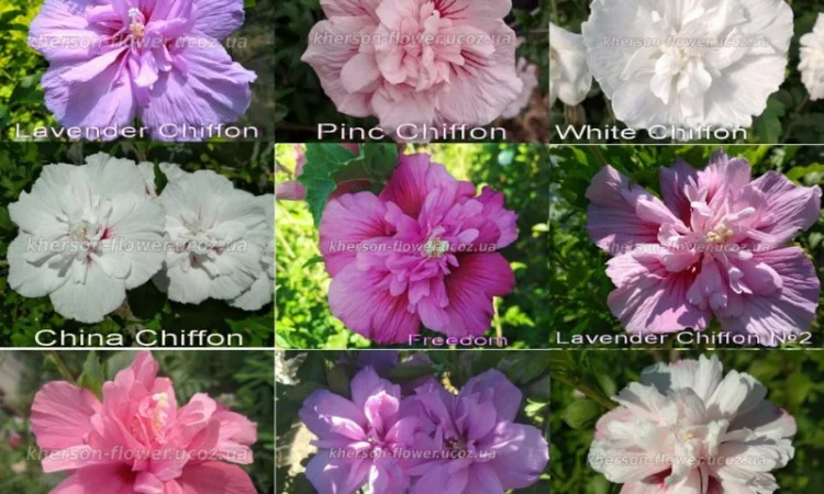 Гибискус древовидный триколор - фото № 5