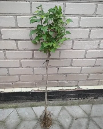 Гибискус древовидный триколор - фото № 7