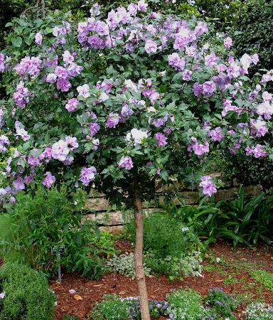 Штамбовые древовидные махровые гибискусы (сирийские) - фото № 1