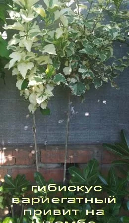 Штамбовые древовидные махровые гибискусы (сирийские) - фото № 4