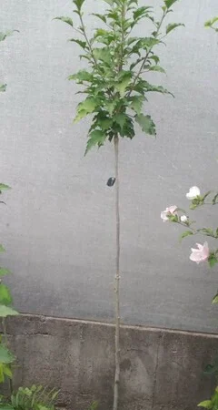 Штамбовые древовидные махровые гибискусы (сирийские) - фото № 5