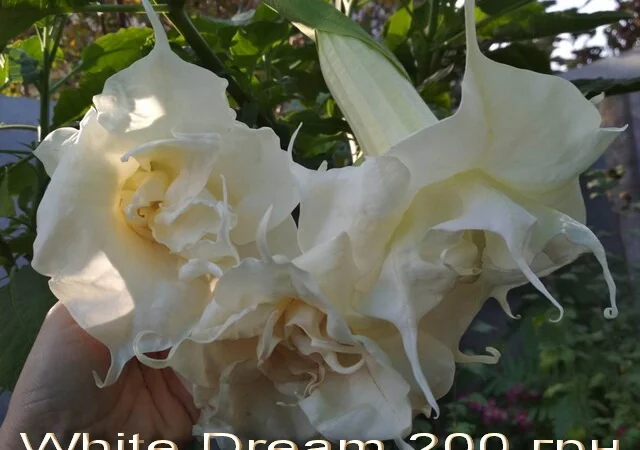 Бругмансия вариегатная (пестролистная) Катрин Бонте - фото № 9