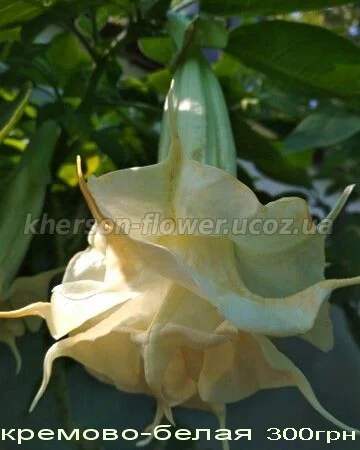 Бругмансия вариегатная (пестролистная) Катрин Бонте - фото № 10