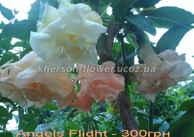 Бругмансия вариегатная (пестролистная) Катрин Бонте - фото № 13