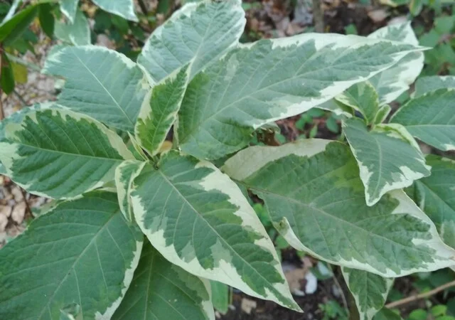 Бругмансия вариегатная (пестролистная) Катрин Бонте - фото № 2