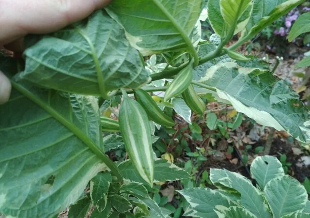 Бругмансия вариегатная (пестролистная) Катрин Бонте - фото № 4